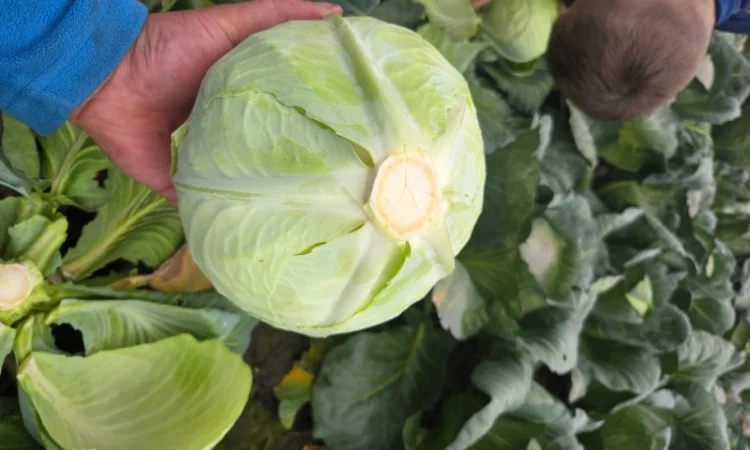 Капуста "Агресор" на продажу - фото № 3