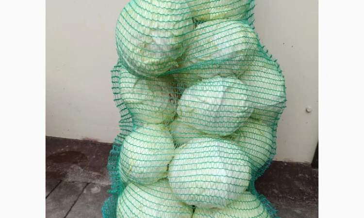 Продаю капусту Тореадор F1 - фото № 1