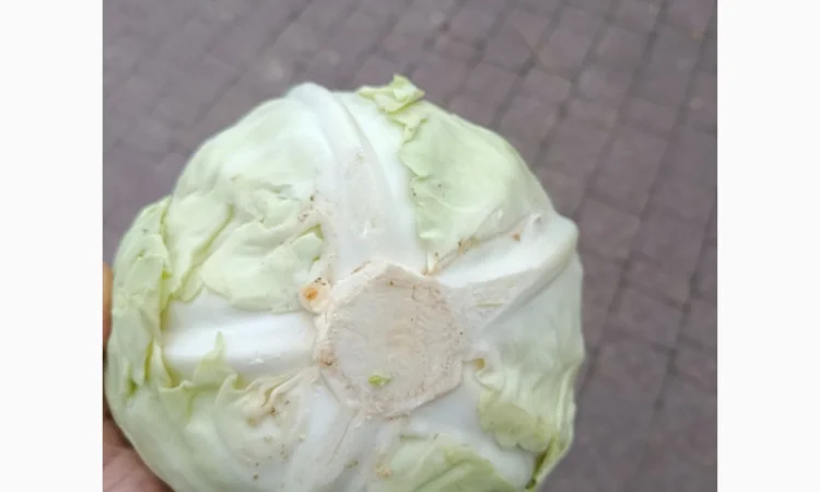 Продаю капусту Тореадор F1 - фото № 2