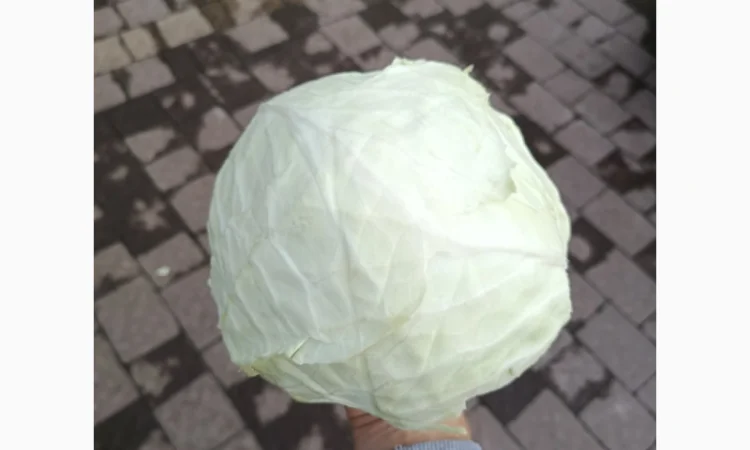 Продаю капусту Тореадор F1 - фото № 3