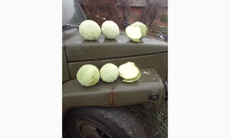 Капуста Агресор на продаж - фото № 1