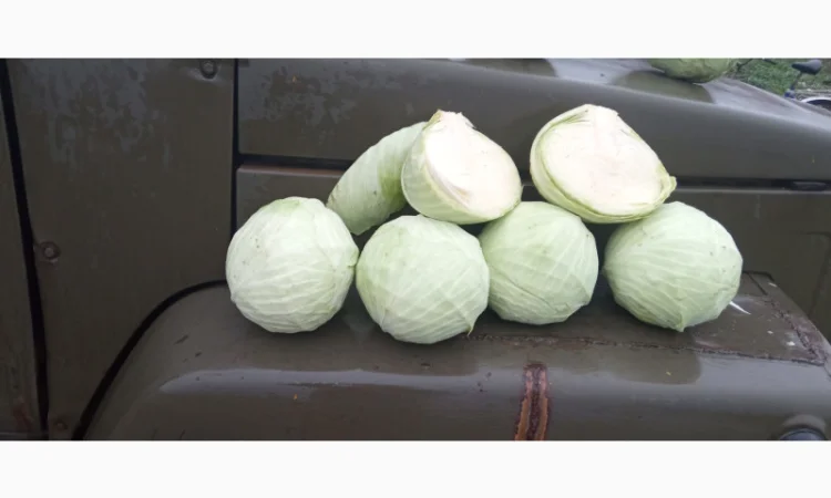 Капуста Агресор на продаж - фото № 2