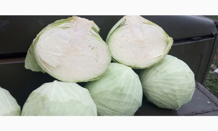 Капуста Агресор на продаж - фото № 3