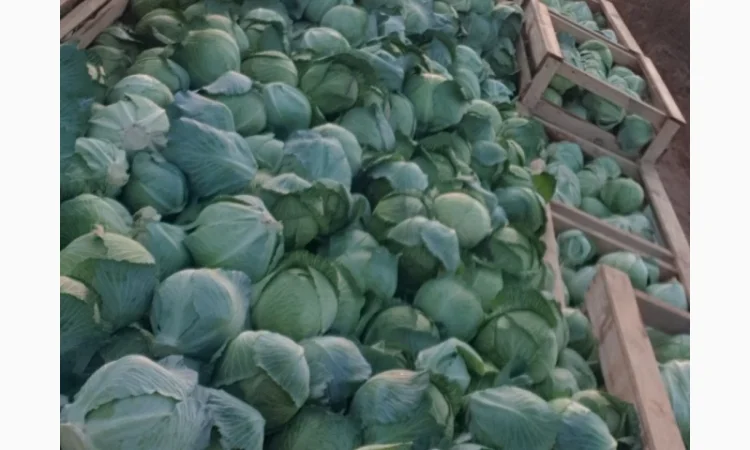 Капуста зимня високої якості - фото № 1