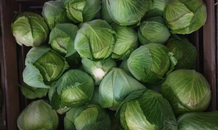 Капуста зимня високої якості - фото № 5