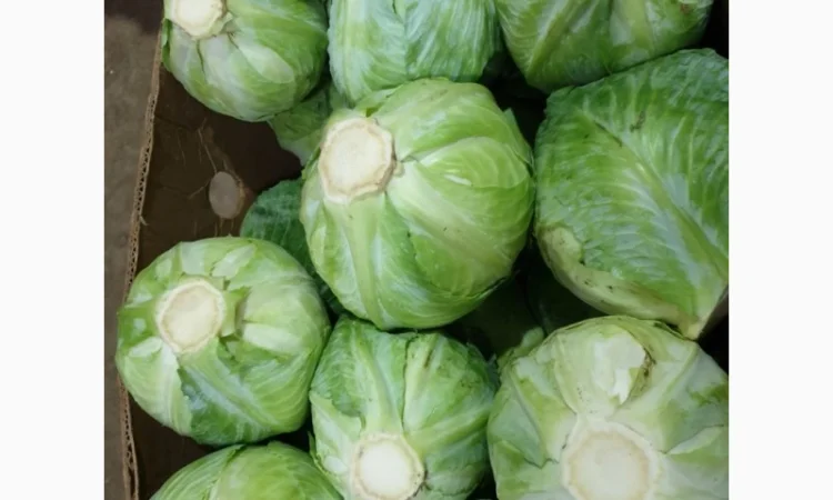 Капуста зимня високої якості - фото № 2