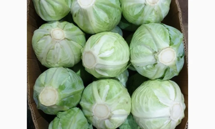 Капуста зимня високої якості - фото № 3