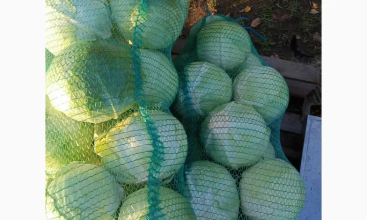 Продается капуста сорт Агресор, Сторідор - фото № 3