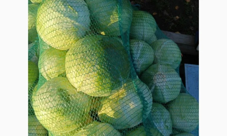 Продается капуста сорт Агресор, Сторідор - фото № 1