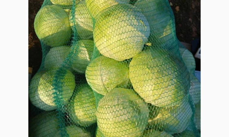 Продается капуста сорт Агресор, Сторідор - фото № 2