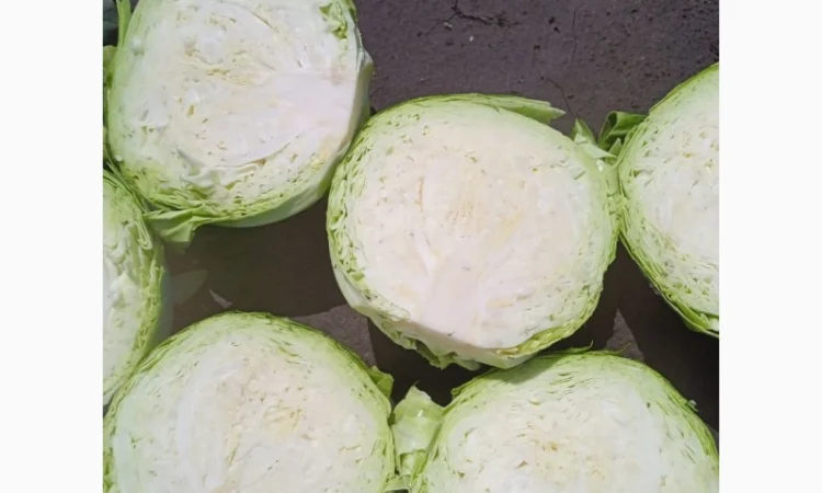 Капуста белокачанная для торговли и шинковки - фото № 3