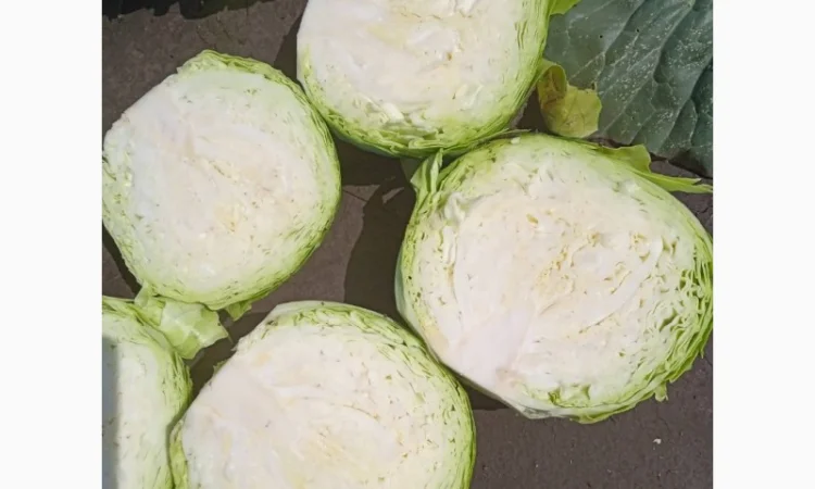 Капуста белокачанная для торговли и шинковки - фото № 4