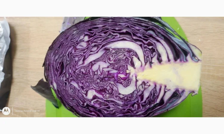 Капуста краснокочанная на продажу - фото № 1