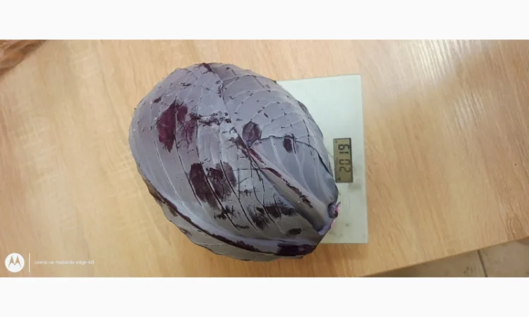 Капуста краснокочанная на продажу - фото № 3