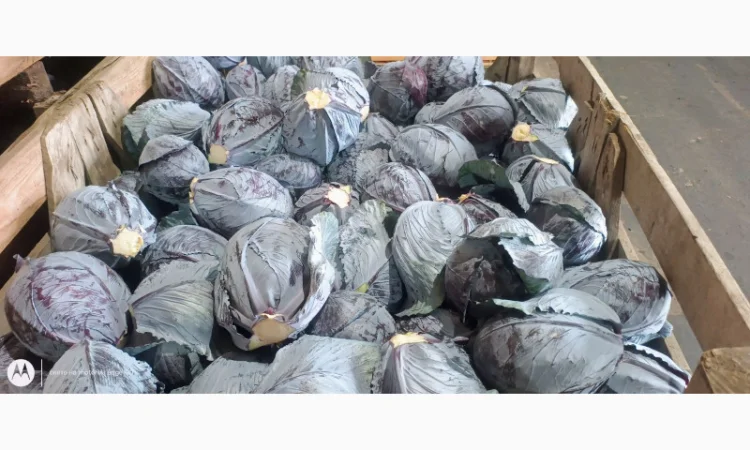 Капуста краснокочанная на продажу - фото № 4