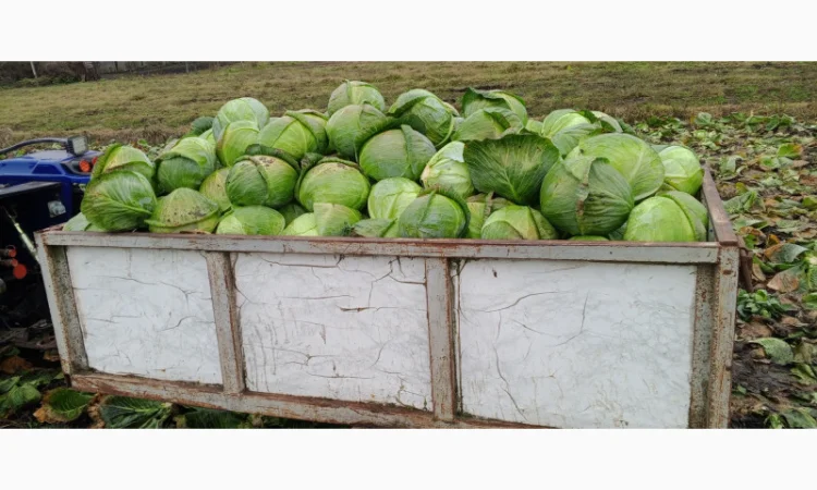 Продам середньо-пізню капусту Агрессор - фото № 1