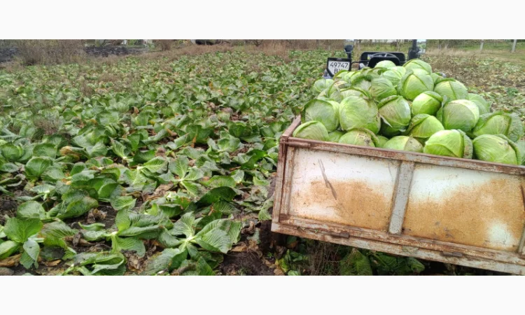 Продам середньо-пізню капусту Агрессор - фото № 2