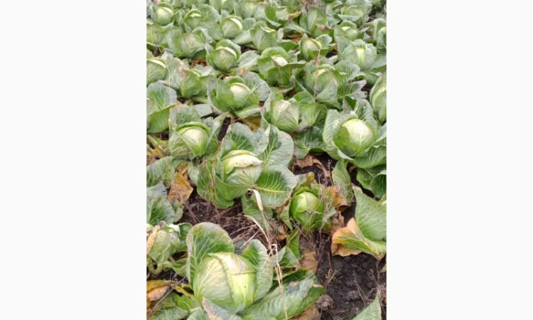 Продам середньо-пізню капусту Агрессор - фото № 3