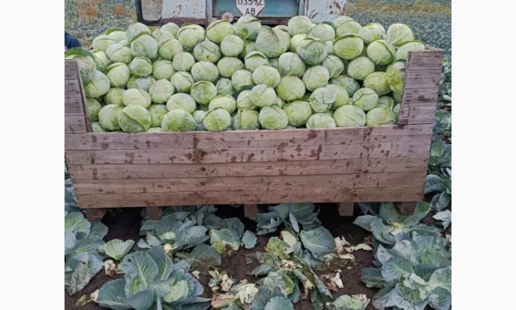 Продаю капусту агресор від полкілограма до трьох - фото № 1