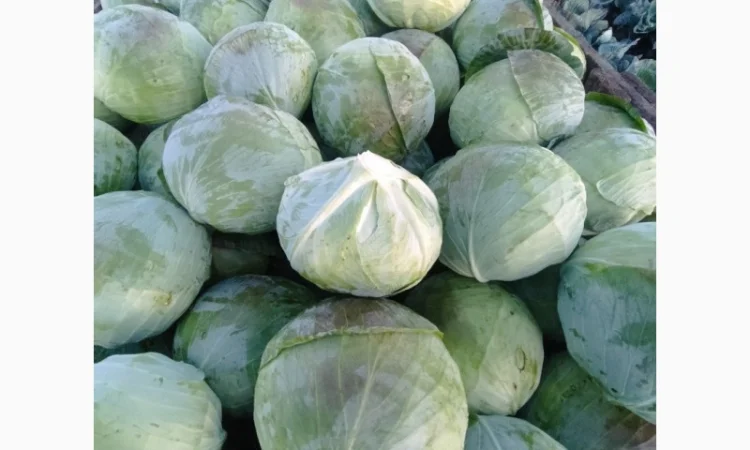 Продаю капусту агресор від полкілограма до трьох - фото № 2