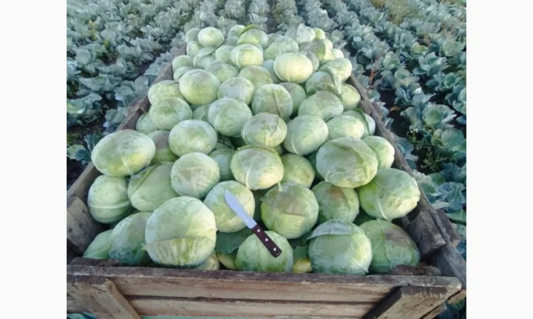 Продаю капусту агресор від полкілограма до трьох - фото № 3