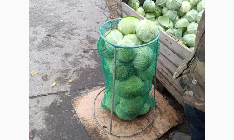 Продаю капусту агресор від полкілограма до трьох - фото № 4