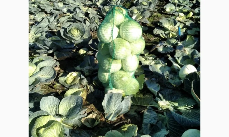 Капуста Агресор від 1 до 3 кг на продаж - фото № 1