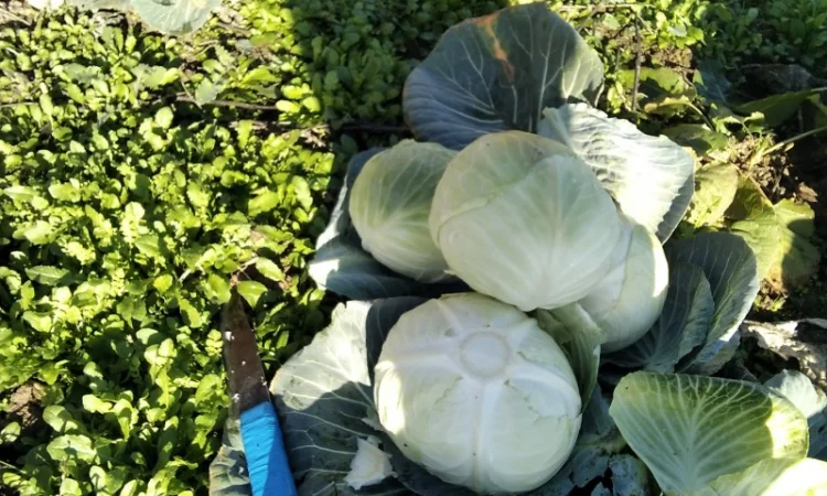 Капуста Агресор від 1 до 3 кг на продаж - фото № 2