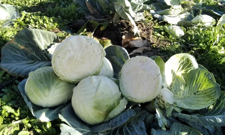 Капуста Агресор від 1 до 3 кг на продаж - фото № 3