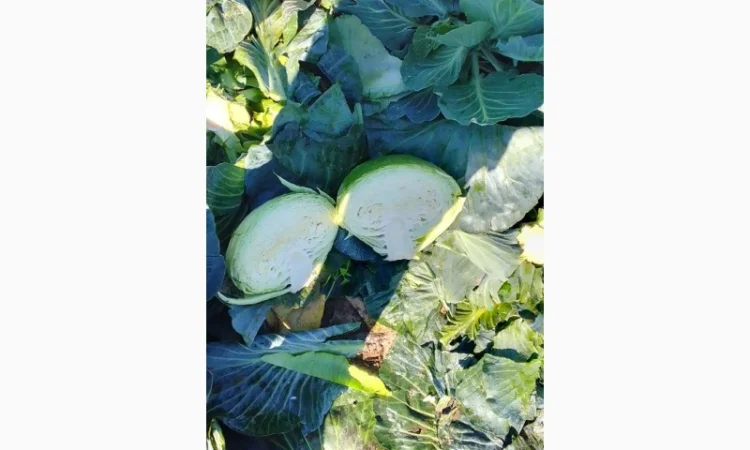 Капуста Агресор від 1 до 3 кг на продаж - фото № 4