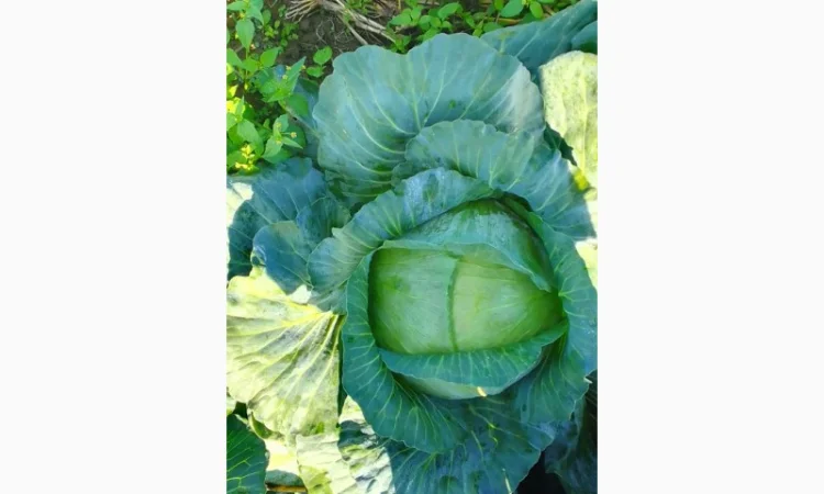 Капуста Агресор від 1 до 3 кг на продаж - фото № 5