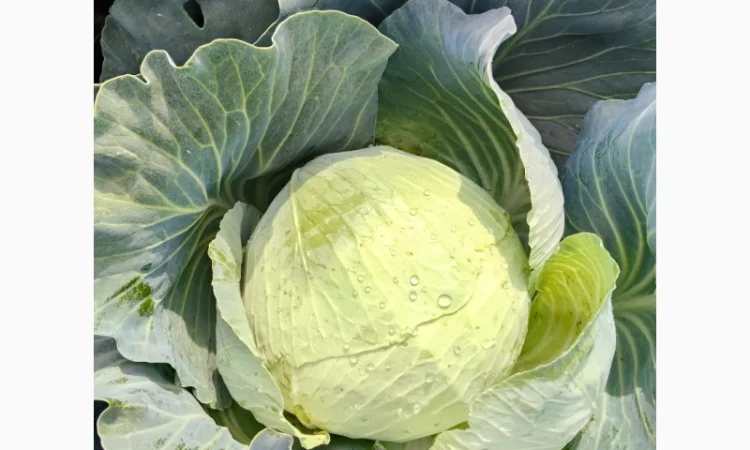 Капуста сорта агрессор на продажу - фото № 1
