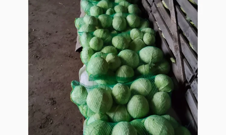 Капуста сорта агрессор на продажу - фото № 2