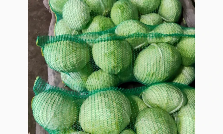 Капуста сорта агрессор на продажу - фото № 3