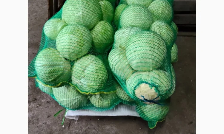 Капуста сорта агрессор на продажу - фото № 4