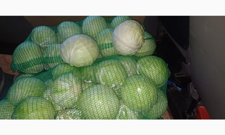 Продам капусту "Бригадир" - фото № 1