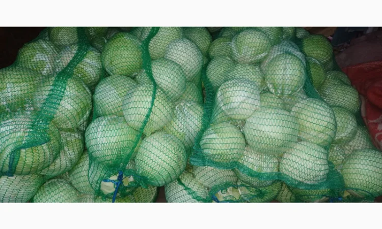 Продам капусту "Бригадир" - фото № 3