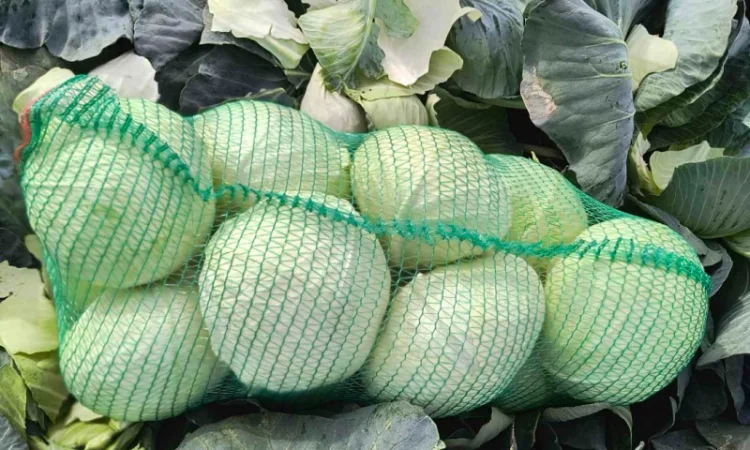 Капуста сорту Агресор оптом - фото № 1