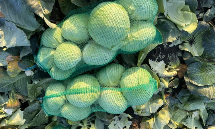 Капуста Агрессор на продаж - фото № 7