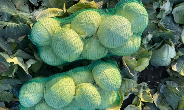 Капуста Агрессор на продаж - фото № 8