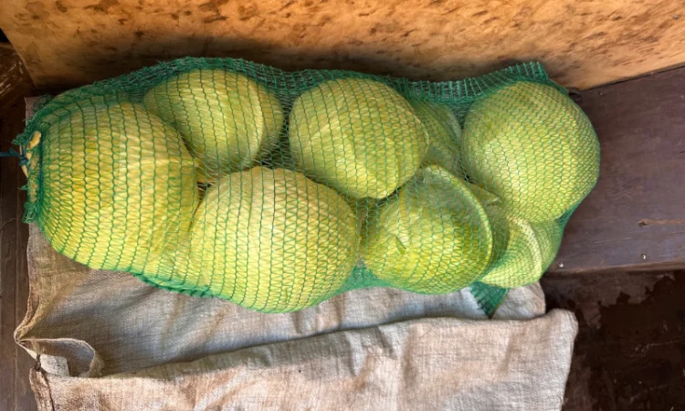 Капуста Агрессор на продаж - фото № 9