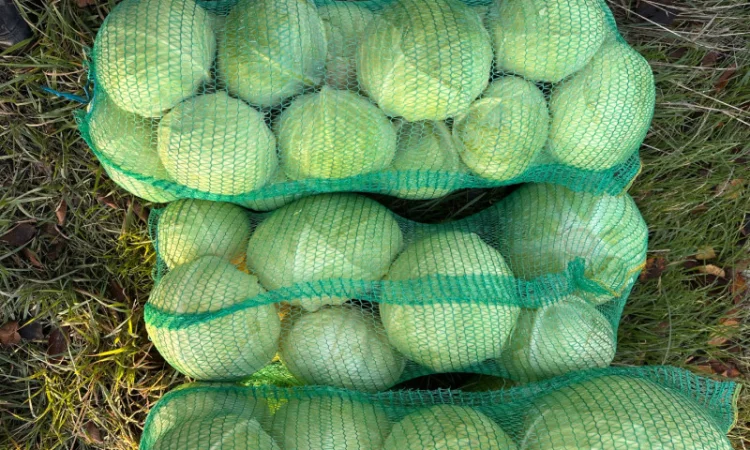 Капуста Агрессор на продаж - фото № 10