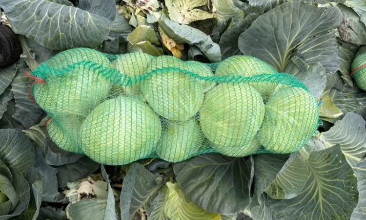 Капуста Агрессор на продаж - фото № 1