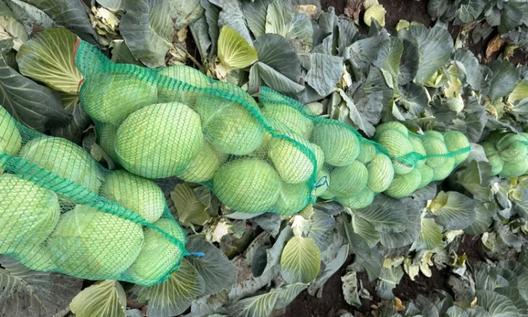 Капуста Агрессор на продаж - фото № 2