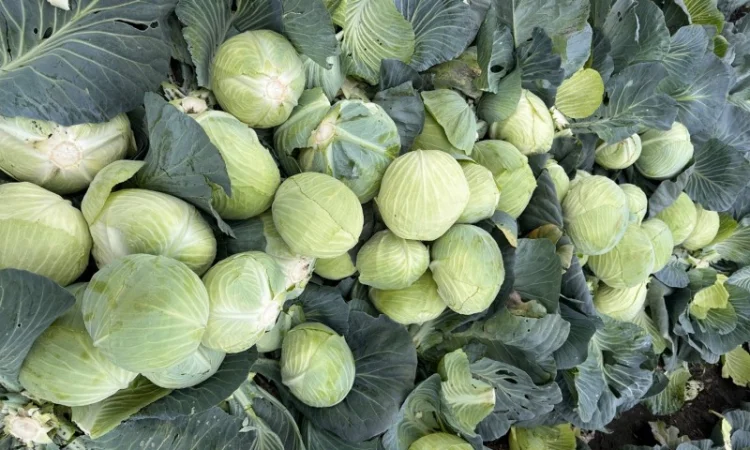 Капуста Агрессор на продаж - фото № 3