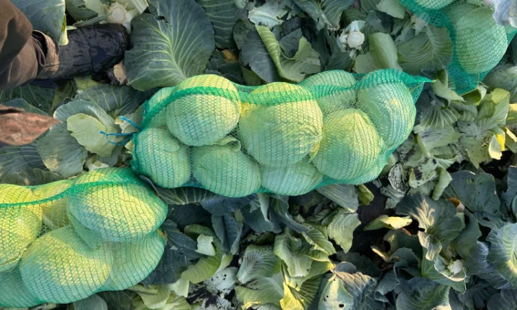 Капуста Агрессор на продаж - фото № 5