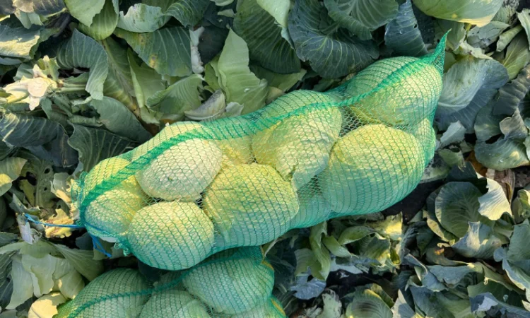 Капуста Агрессор на продаж - фото № 6