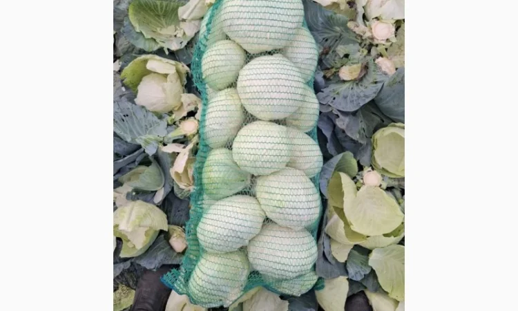Капуста сорт Агрессор оптом - фото № 1
