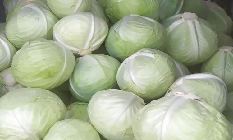 Продаю капусту сорту Агресор - фото № 1