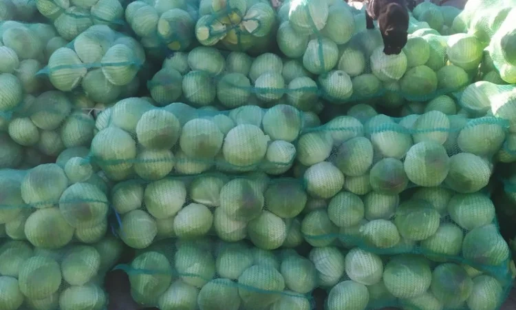 Продаю капусту сорту Агресор - фото № 2